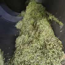滇绿茶，产地直发，质量**，赚钱其次。100斤以上价更优