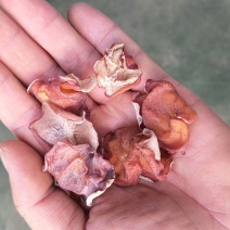 粉木耳大片欢迎加工厂电商前来合作农场直销大量现货