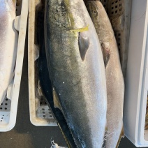 大连本地炮弹