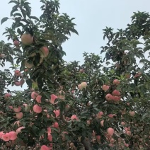 【精品】黄元帅苹果辽宁苹果品质保障欢迎来电咨询