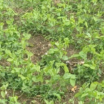 贵州露天豌豆尖崭新上市