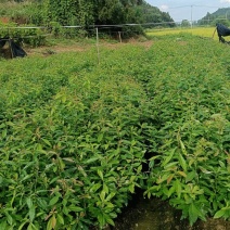 木荷杯苗