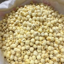 白莲子新货没有套路一件30斤百万销量广州店