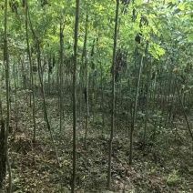 栾树小苗