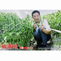 萧研新椒满树辣椒种子香辣二荆条细长羊角椒种籽长条椒顺直味