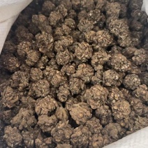 大颗粒猫爪草
