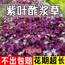 紫叶酢浆草种球多年生三叶幸运草庭院阳台盆栽四季观花植物种