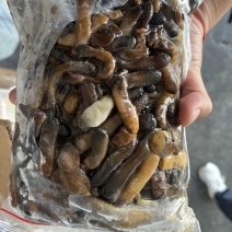 可口革囊星虫土笋冻原料不是沙虫土钉冻