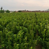 佛手种植基地，佛手两年苗，自产自销，一株也批发，欢迎定购