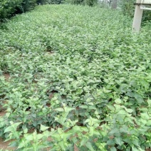 山茱萸苗一千亩基地