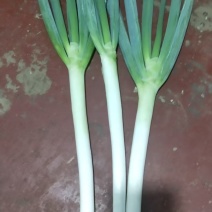 铁杆半毛葱