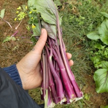 红菜苔