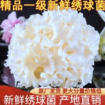 新鲜绣球预售单，2000斤起批，江苏种值基地长期供应