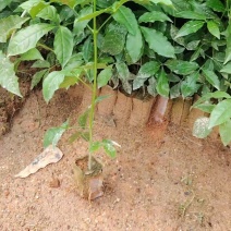 三叉苦杯苗钦州基地直发规格齐全保质保量供货