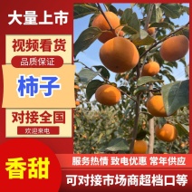 阳丰甜脆柿子脆柿量大价优欢迎选购质量保障诚信经营