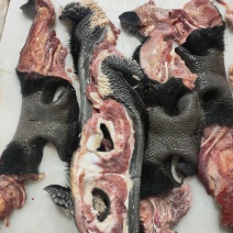 带毛生牛鼻子