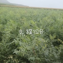 文冠果苗货源充足量大从优全国发货诚信经营