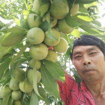 新品种巨丰李又称晚熟蜂糖李脆甜爽口糖度高丰产性强