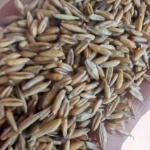油麦下角料