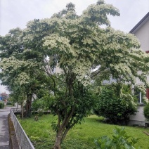 四照花苗子