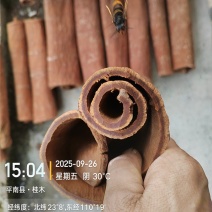 广西高山紫油桂，25年9月30到25年双11，特价处理
