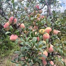 酸木瓜