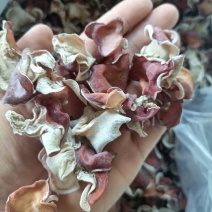 贵妃木耳粉木耳，自产自销粉木耳，贵妃木耳种植场直发粉木耳