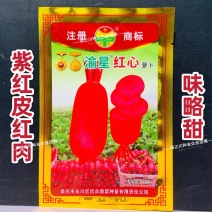 渝星红心萝卜种籽紫红皮红肉萝卜种子味略甜秋季腌制萝卜大田