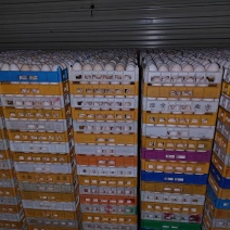 新鲜次品鲜鸡蛋