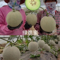 然龙绿脆蜜哈密瓜种子200粒/袋