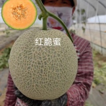 然龙红脆蜜甜瓜哈密瓜种子网纹圆形200粒/袋