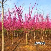 紫荊花树紫荆花苗，紫荆小苗，3一8公分量大，基地供应