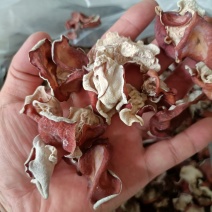 贵妃木耳贵妃粉耳单片无根粉木耳自产自销，长期稳定现货供应