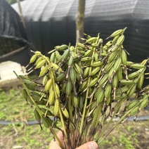 毛兹菇果夹