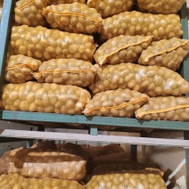 黄皮黄心土豆种子，适合秋冬季种植保质保量供货