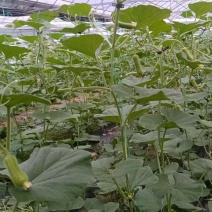 瓠子精品量大，价格实惠，需要的老板请及时联系