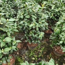 红赤丹茶花品质保证服务周到价格美丽欢迎联系