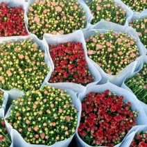 菊花，球菊，国庆菊，千头菊，大菊花，金丝菊都