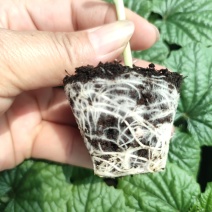 大棚601苦瓜《早熟，瓜多，抗性好》