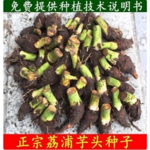 高产正宗正荔浦芋头种子