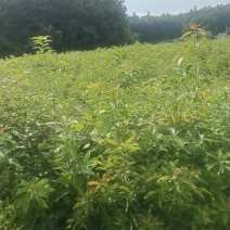 木荷