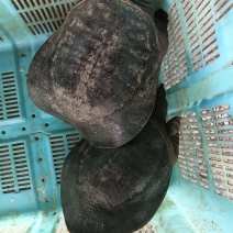 鱼鳖套养生态甲鱼