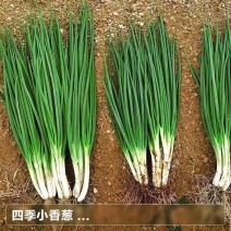 小葱香葱四季葱一手货源产地批发价大量供应欢迎订购