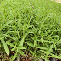 马鞭草