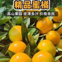 国庆一号蜜橘对接各大市场电商进出口品质保证