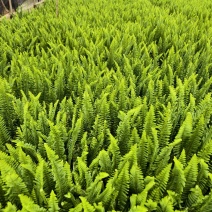 肾菊