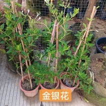 金银花/金银花盆栽绿植