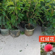 合欢树红绒球花