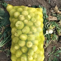 芥菜大量有货