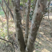 奇南树